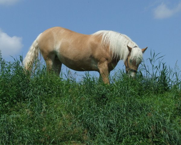 Pferd Goni (11,72% ox) (Edelbluthaflinger,  , von Nachfolger (10,94% ox))