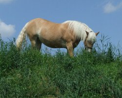 Pferd Goni (11,72% ox) (Edelbluthaflinger, von Nachfolger (10,94% ox))