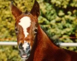 broodmare Daria en Verano K (German Riding Pony, 2005, from FS Don't Worry)