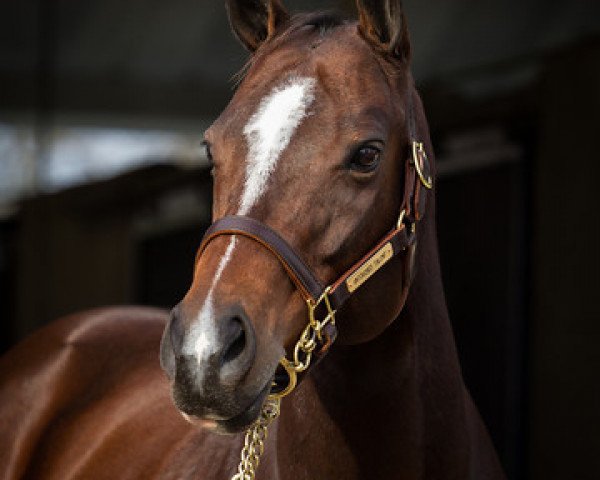 broodmare Untouched Talent xx (Thoroughbred, 2004, from Storm Cat xx)