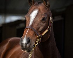 broodmare Untouched Talent xx (Thoroughbred, 2004, from Storm Cat xx)