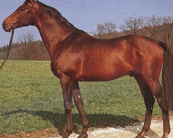 stallion Tumbled xx (Thoroughbred, 1964, from Pandofell xx)