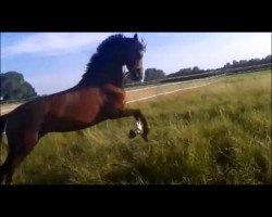 dressage horse Remember Me 92 (Hanoverian, 2008, from Rotspon)