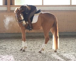 dressage horse Londons Affair (Hanoverian, 2013, from Londontime)