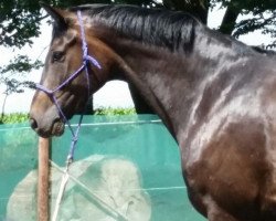 dressage horse Sammy (Hanoverian, 2008, from San Remo)