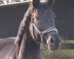 broodmare White Sands (Hanoverian, 1997, from Wanderbursch I)