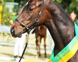 jumper Diacolit (German Sport Horse, 2015, from Diacontinus)