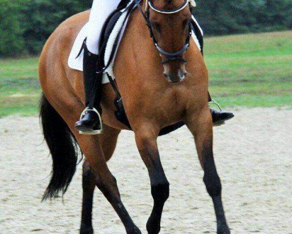 Zuchtstute Sissi Scarlet (Deutsches Reitpony, 2008, von For Kids Only)