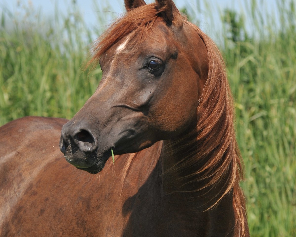 broodmare True Mahari (Arabian purebred, 2007, from True Colours EAO)