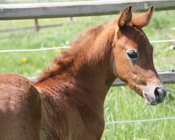 horse AA Mahab (Arabian thoroughbred, 2016, from El Thay Mahfouz ox)