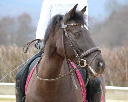 dressage horse Danny Lou 3 (German Riding Pony, 2000, from Danny Gold)