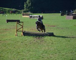 dressage horse Naomii (German Riding Pony, 2002, from Notre Plaisir)