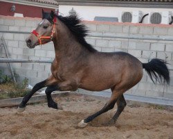 Pferd Oriondo (Lusitano, 2013)