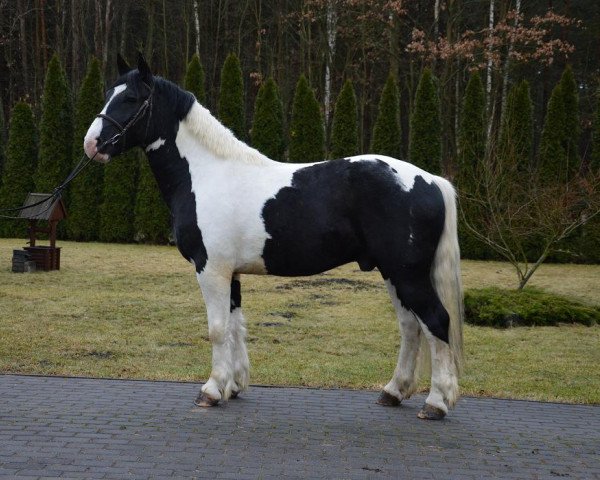 horse Kusmider (Polish Heavy Draft, 2014)