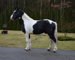 Pferd Kusmider (Polnisches Kaltblut, 2014)