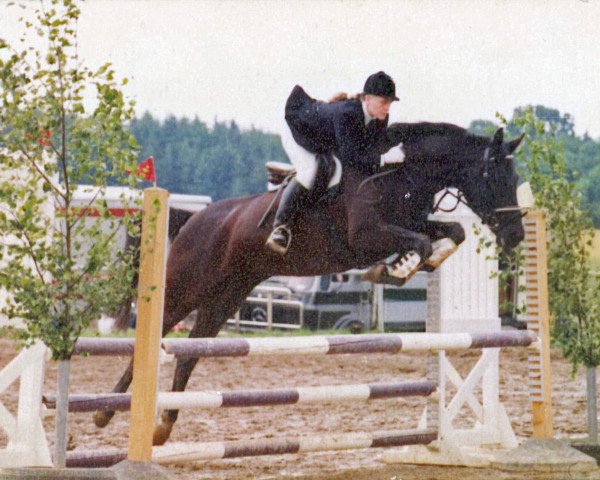 Pferd Gittana (Rheinländer, 1987, von Garant)