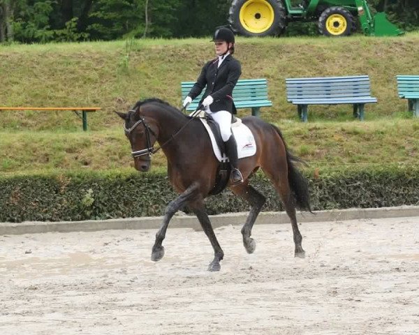 dressage horse Largeau 2 (Ukrainisches riding horse, 2003)