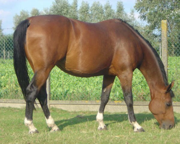 Zuchtstute S. Almeria Verte (KWPN (Niederländisches Warmblut), 1999, von Zeus)