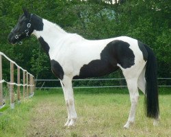 Zuchtstute Shalina (Pinto/Hunter, 2004, von Eurolines)