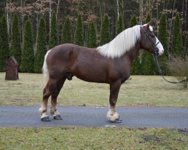 Pferd Robin (Polnisches Kaltblut, 2012)