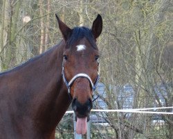 dressage horse Barbapapa (Hanoverian, 2006, from Brentano II)