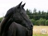 broodmare Fine Kiss (Hanoverian, 2007, from French Kiss)