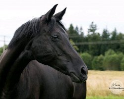 broodmare Fine Kiss (Hanoverian, 2007, from French Kiss)