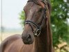 dressage horse Farencio (Hanoverian, 2010, from Fürst Nymphenburg)