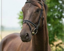 dressage horse Farencio (Hannoveraner, 2010, from Fürst Nymphenburg)