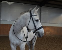 dressage horse Donnerkönig (Westphalian, 2006, from Dark Fire)