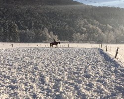 dressage horse Sissi (Oldenburg, 2010, from Starnberg)