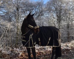 dressage horse Luca Toni 22 (Westphalian, 2004, from Levados)