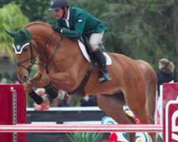 Springpferd Super Chilled (Irish Sport Horse, 2008, von Gelvin Clover)