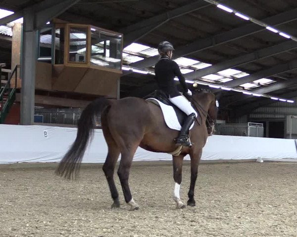 Reitturnier Greven 2019