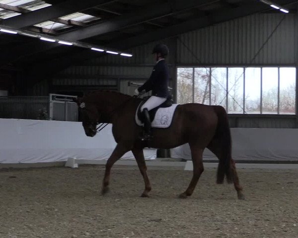 Reitturnier Greven 2019