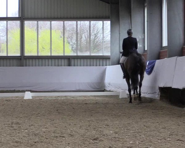 Reitturnier Greven 2019