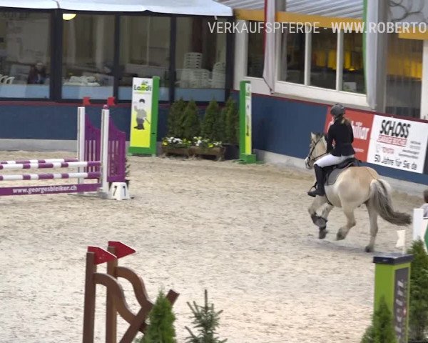 Reitturnier Oberriet 2019
