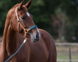 dressage horse Qübsch (Hanoverian, 2012, from Quasar de Charry)