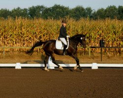 dressage horse Fleur Rubin (Hanoverian, 2012, from Fidertanz)