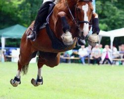 horse Show me the way (Polish Warmblood, 2006, from Grand de la Cour)