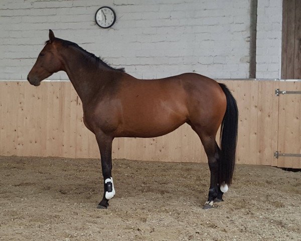 dressage horse Her Highness 17 (Hanoverian, 2012, from Herbstkönig 2)