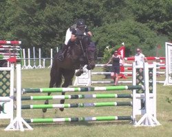 jumper Dorotheental's Classica (Holsteiner, 2011, from Classe VDL)