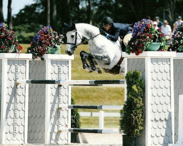 broodmare Chanel Z (Zangersheide riding horse, 2000, from Carthago)