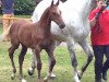 broodmare Catalina (German Sport Horse, 2013, from Calidrio)