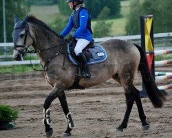 Springpferd Carnhill Clover Lass (Irish Sport Horse, 2005, von Woodfield Sammy)