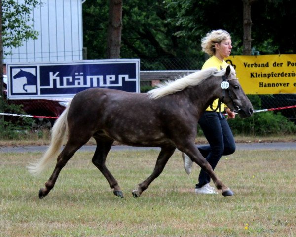 Zuchtstute Heidefee von Clus (Deutsches Classic Pony, 2012, von Jabolo)