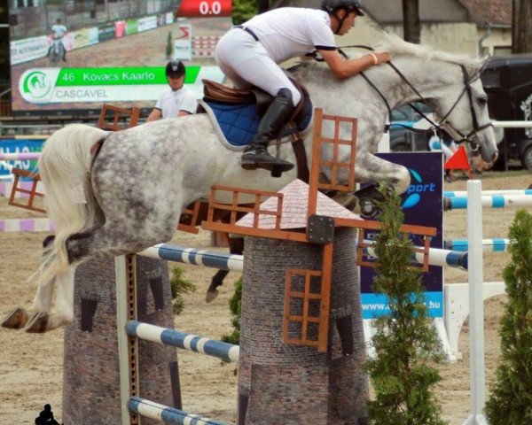 jumper Cascavel (Oldenburg show jumper,  , from Cordess 2)