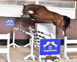 stallion Akarad Hero Z (Zangersheide riding horse, 2011, from Aganix du Seigneur)