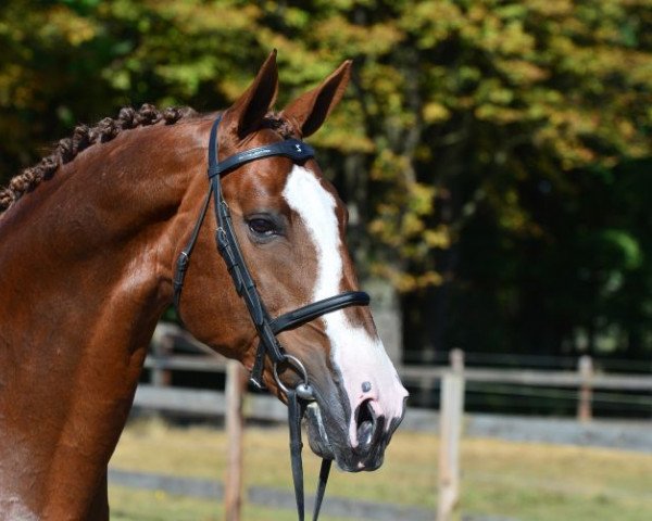 stallion Aganix du Seigneur (Belgium Sporthorse, 2006, from Ogano Sitte)