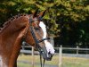 stallion Aganix du Seigneur (Belgium Sporthorse, 2006, from Ogano Sitte)